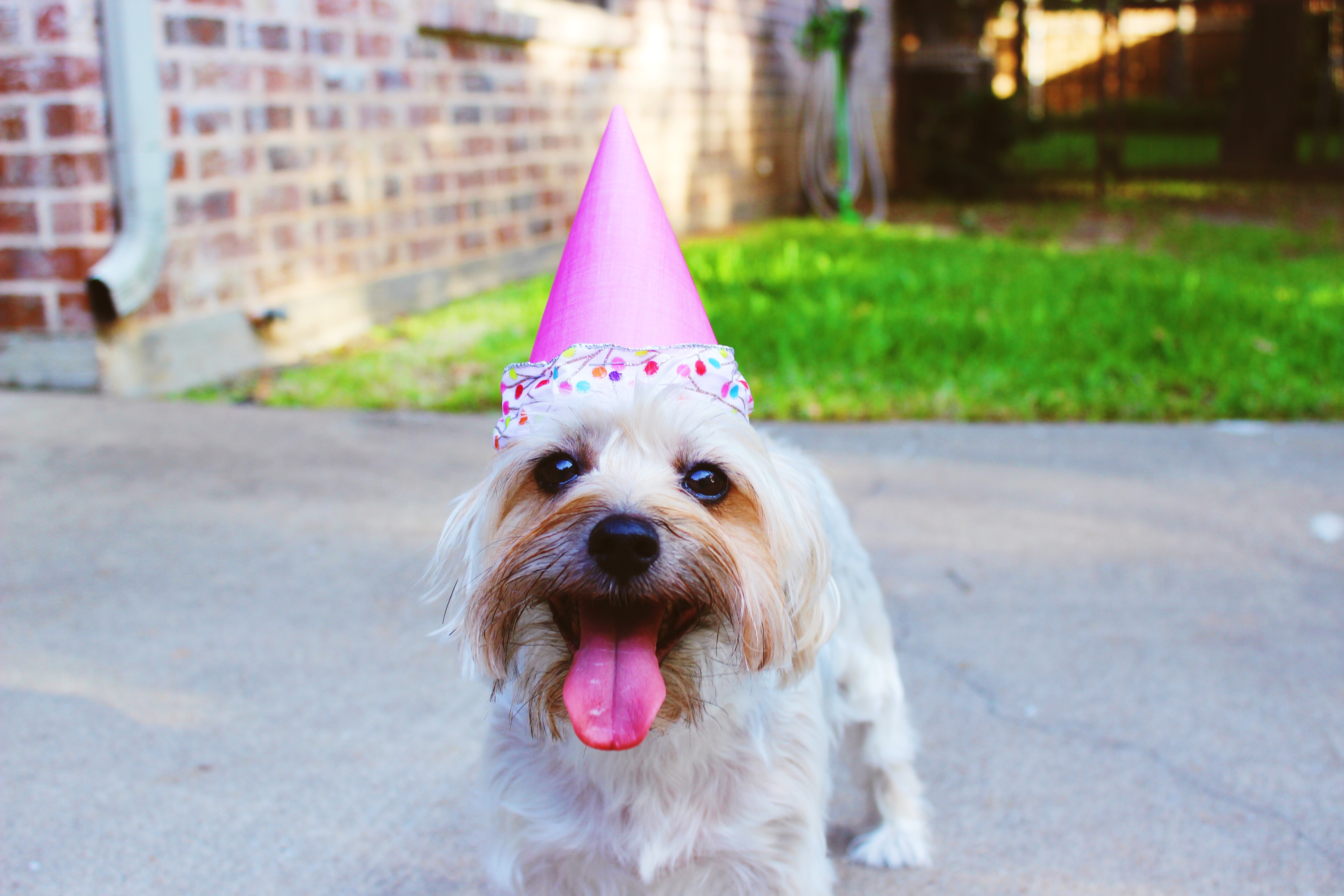 dog in birthday hat